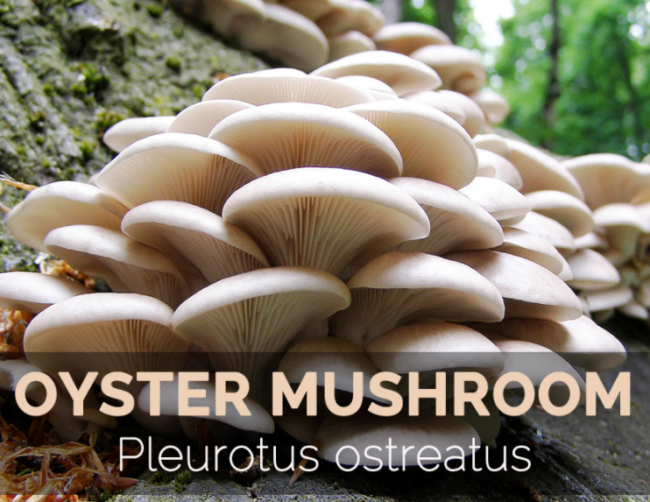 mushroom facts – Kennett Mushrooms